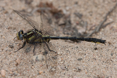 Phanogomphus descriptus
