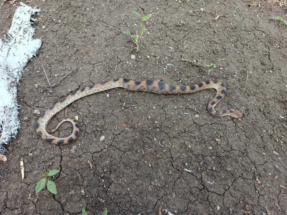 Blue Nile Cat Snake