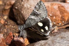 Litocala sexsignata