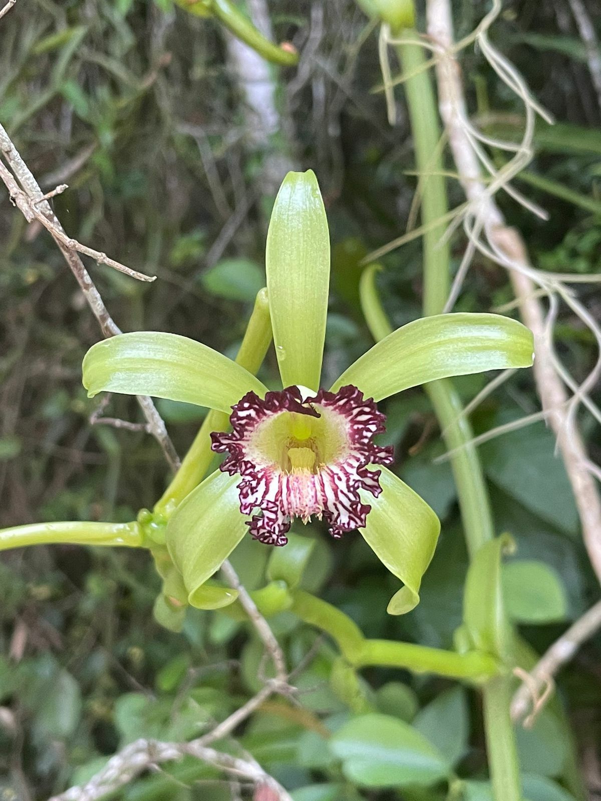 Vanilla poitaei