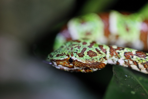 Photo of a Broad-banded Temple Pitviper (Tropidolaemus laticinctus)