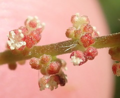 Acalypha capensis