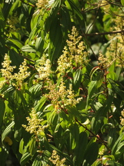 Miconia theizans
