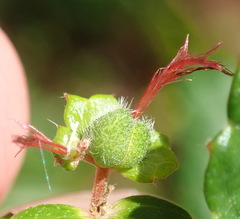 Acalypha capensis