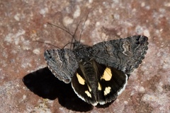 Litocala sexsignata