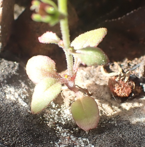 Image of Manulea cheiranthus by (c) Nicola van Berkel, some rights reserved (CC BY-SA)
