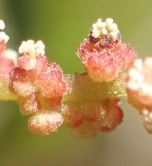 Acalypha capensis