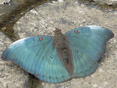 Dophla evelina