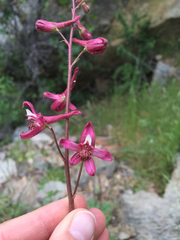 Delphinium purpusii