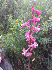 Delphinium purpusii
