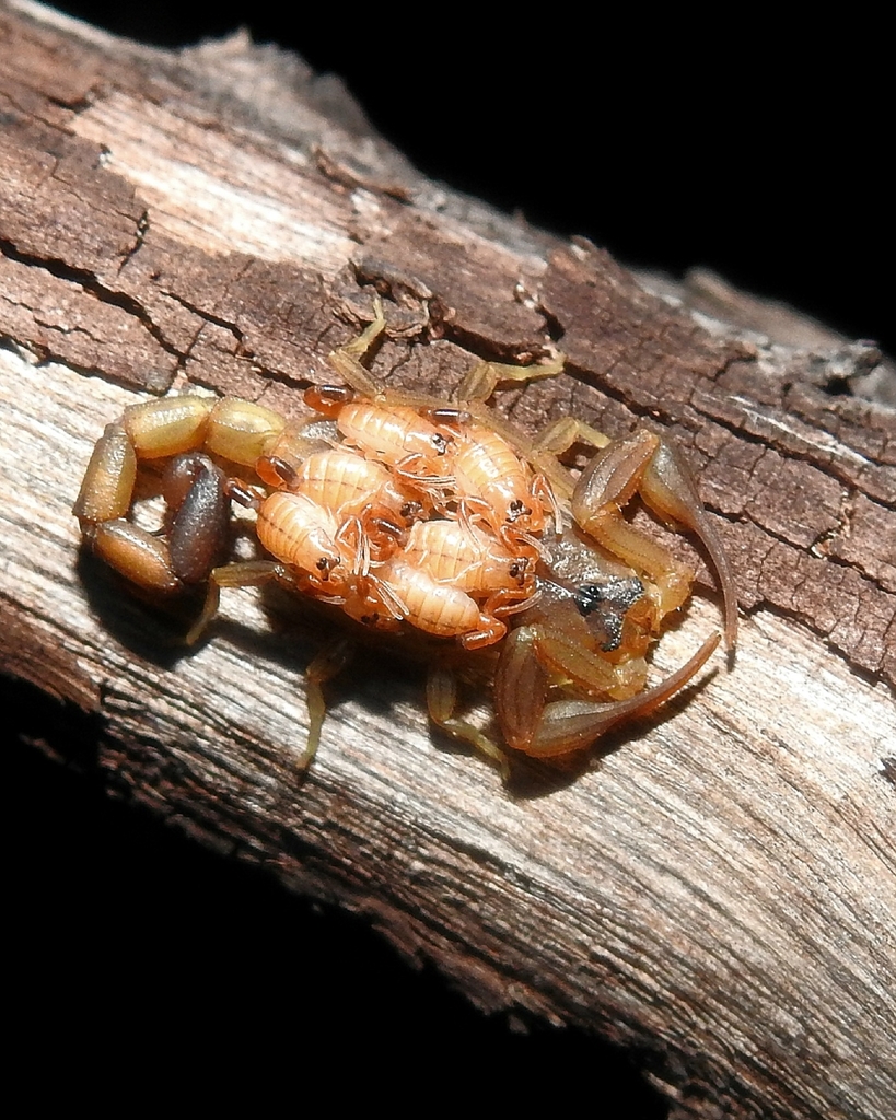 Physoctonus debilis