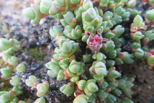 Antimima prostrata