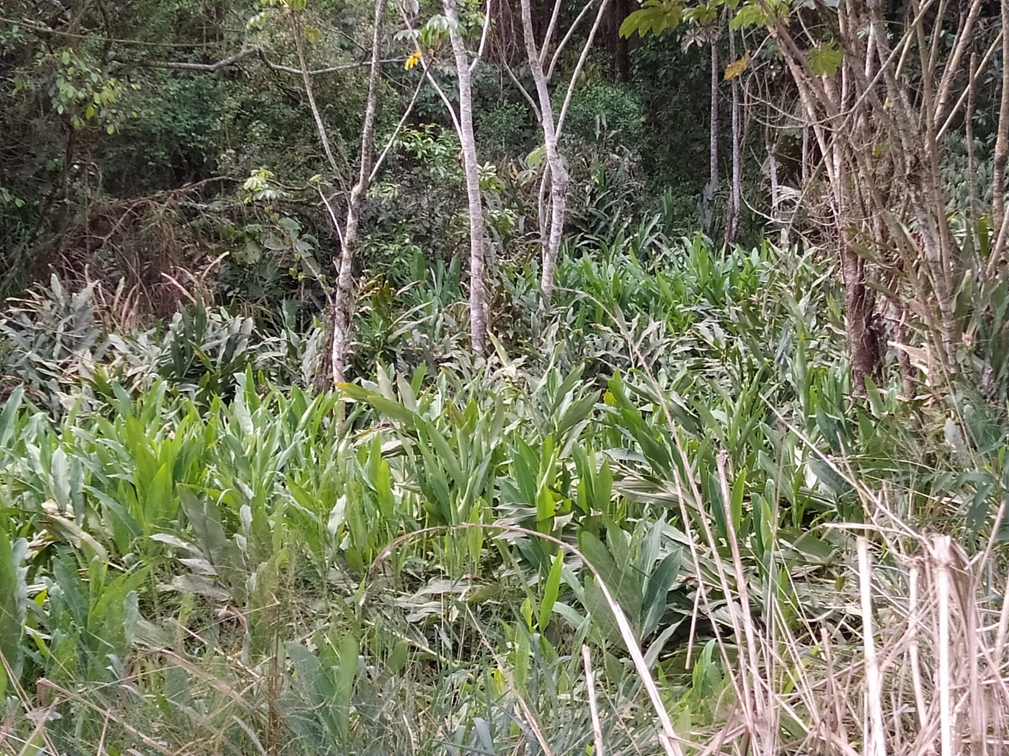Hedychium coronarium