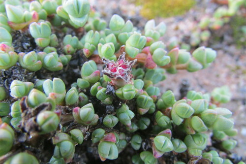 Antimima prostrata