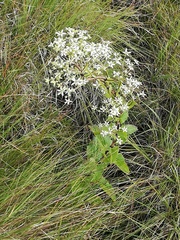 Alepidea cordifolia