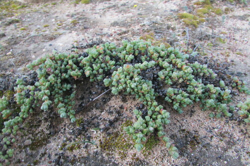 Image of Antimima prostrata by (c) James Deacon, some rights reserved (CC BY-SA)