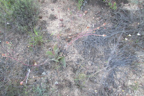 Stalked Babooncabbage (Othonna petiolaris)