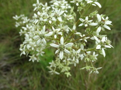 Alepidea cordifolia