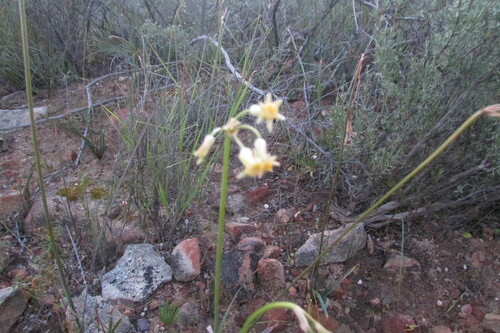 Image of Tulbaghia dregeana by (c) James Deacon, some rights reserved (CC BY-SA)