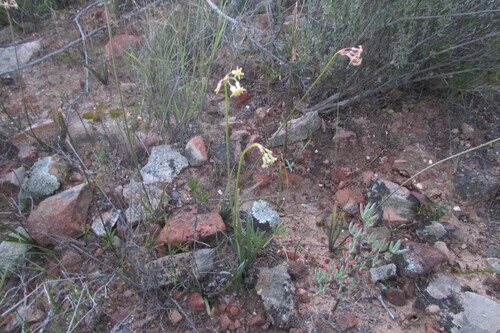 Image of Tulbaghia dregeana by (c) James Deacon, some rights reserved (CC BY-SA)