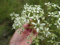 Alepidea cordifolia