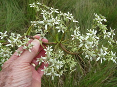 Alepidea cordifolia