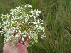 Alepidea cordifolia