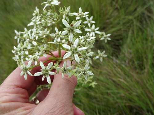 Image of Alepidea cordifolia by no rights reserved
