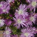 Drosanthemum wittebergense - Photo (c) Gregory Nicolson, algunos derechos reservados (CC BY-NC), subido por Gregory Nicolson