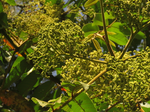 Brunellia sibundoya · iNaturalist