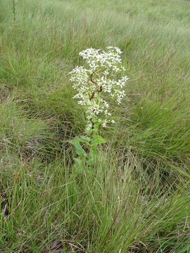 Image of Alepidea cordifolia by no rights reserved