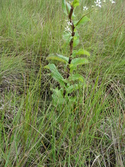 Alepidea cordifolia