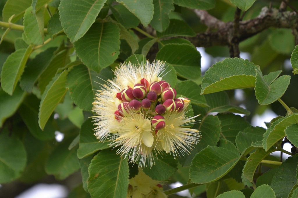 souari trees