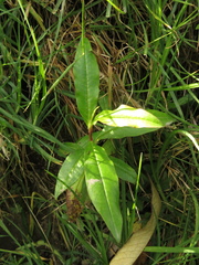 Escallonia paniculata