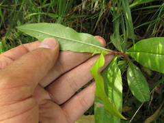 Escallonia paniculata