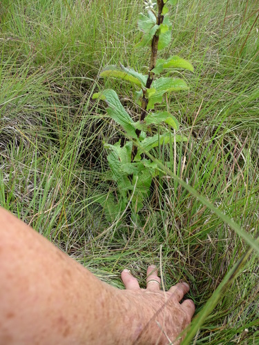 Image of Alepidea cordifolia by no rights reserved