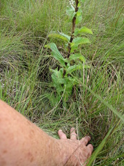 Alepidea cordifolia