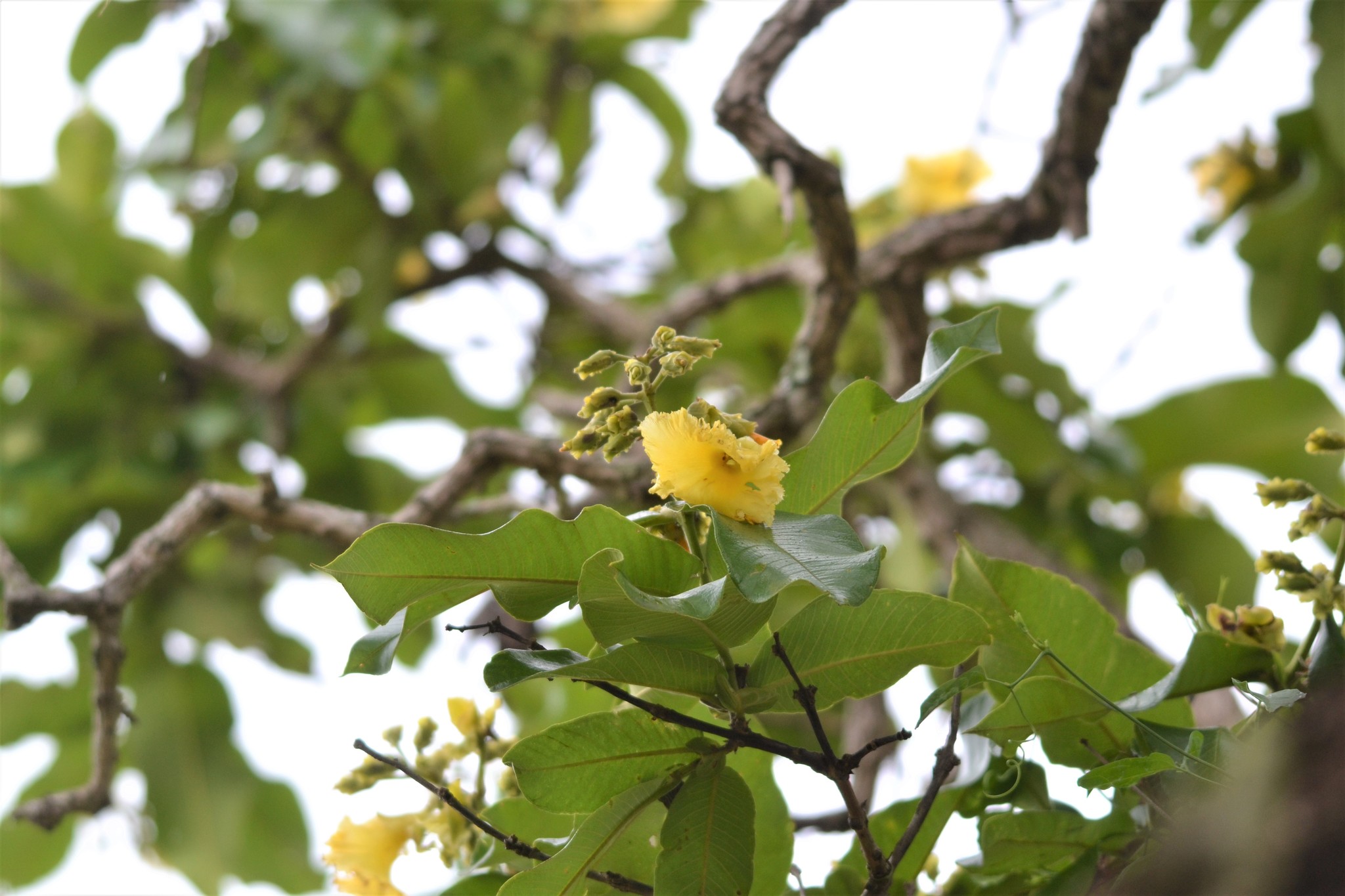 Qualea grandiflora