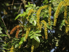 Weinmannia pubescens