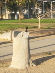 Quiscalus mexicanus