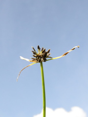 Cyperus niger