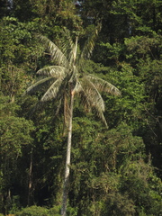 Ceroxylon quindiuense