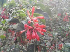 Cestrum fasciculatum