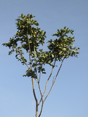 Zanthoxylum quinduense