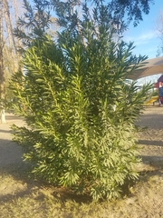 Nerium oleander