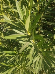 Nerium oleander