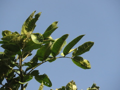 Zanthoxylum quinduense