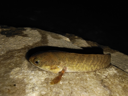 Dwergslangkopvis (Channa gachua) — Channidae — 2
