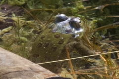 Lithobates chiricahuensis