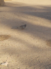 Columba livia